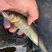 鮎師