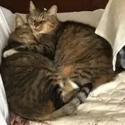 ヨッシーの画像