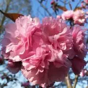 ton-ton☆の画像