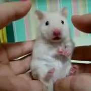 タヌキの画像