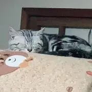 あやなの画像