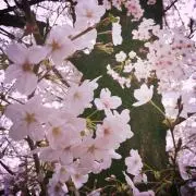 ウィカの画像