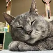 Image of あみ