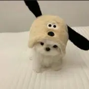senaの画像