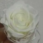 こえだちゃん