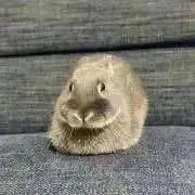 オレオの画像