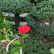 Hirokoの画像