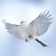 もいの画像