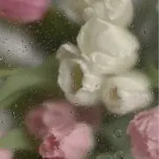 yumeの画像