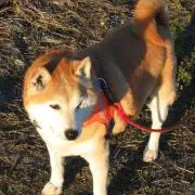 むさし