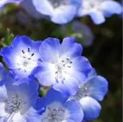 【プロフお読みください】HANAこまちの画像
