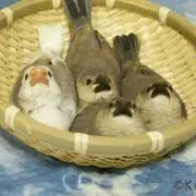 やなぎぽんぽこ