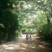 しろねこ