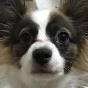 mimiの画像