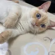 ka-yuの画像