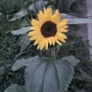 ひまりん