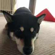 まえだ