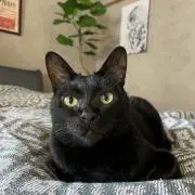 momoの画像