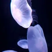 いちゃん