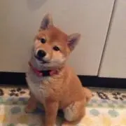 みみろるの画像