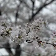 kahoの画像