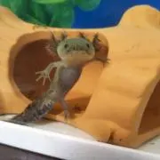 うぱるの画像