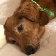 イザワ