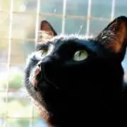 Kuroの画像