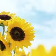 イエロー