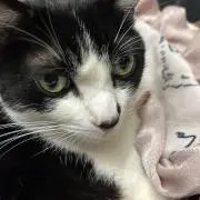しょうちゃんの画像