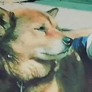 ペンギンたんぽぽ➳☆プロフィール見てねの画像
