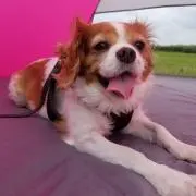 くららとくらのすけの画像