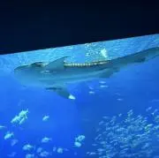 こたまの画像