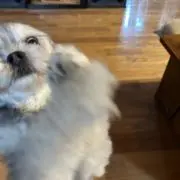 Y