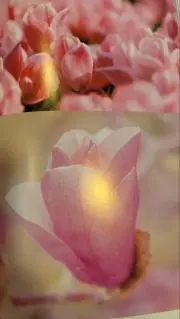 ウメ⭐︎