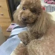 ルルライムの画像