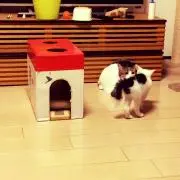 アオの画像