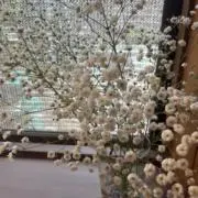 ぱりゅの画像