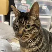樹莉