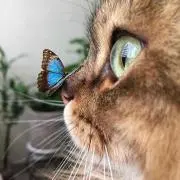 Blueの画像