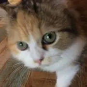 あんず