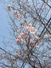 ぷりんの画像