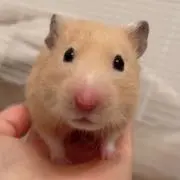 ふくちゃんの画像