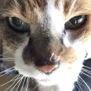 王子君です