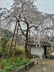 SAKURAの画像