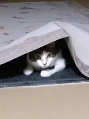みちる