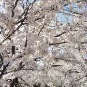 チョッパーの画像