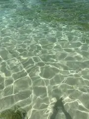 りんごの画像