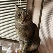 たん