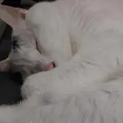 ぴょんの画像